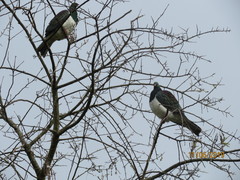Hemiphaga novaeseelandiae
