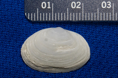 Cryptomya californica