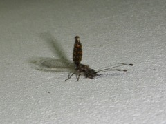 Ascalaphinae