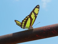 Philaethria dido
