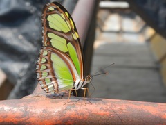 Philaethria dido