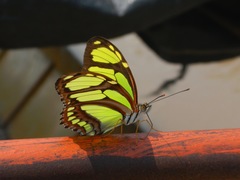 Philaethria dido