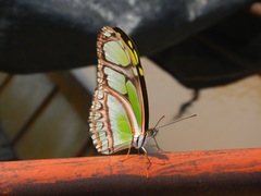 Philaethria dido