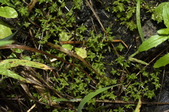 Crassula mataikona