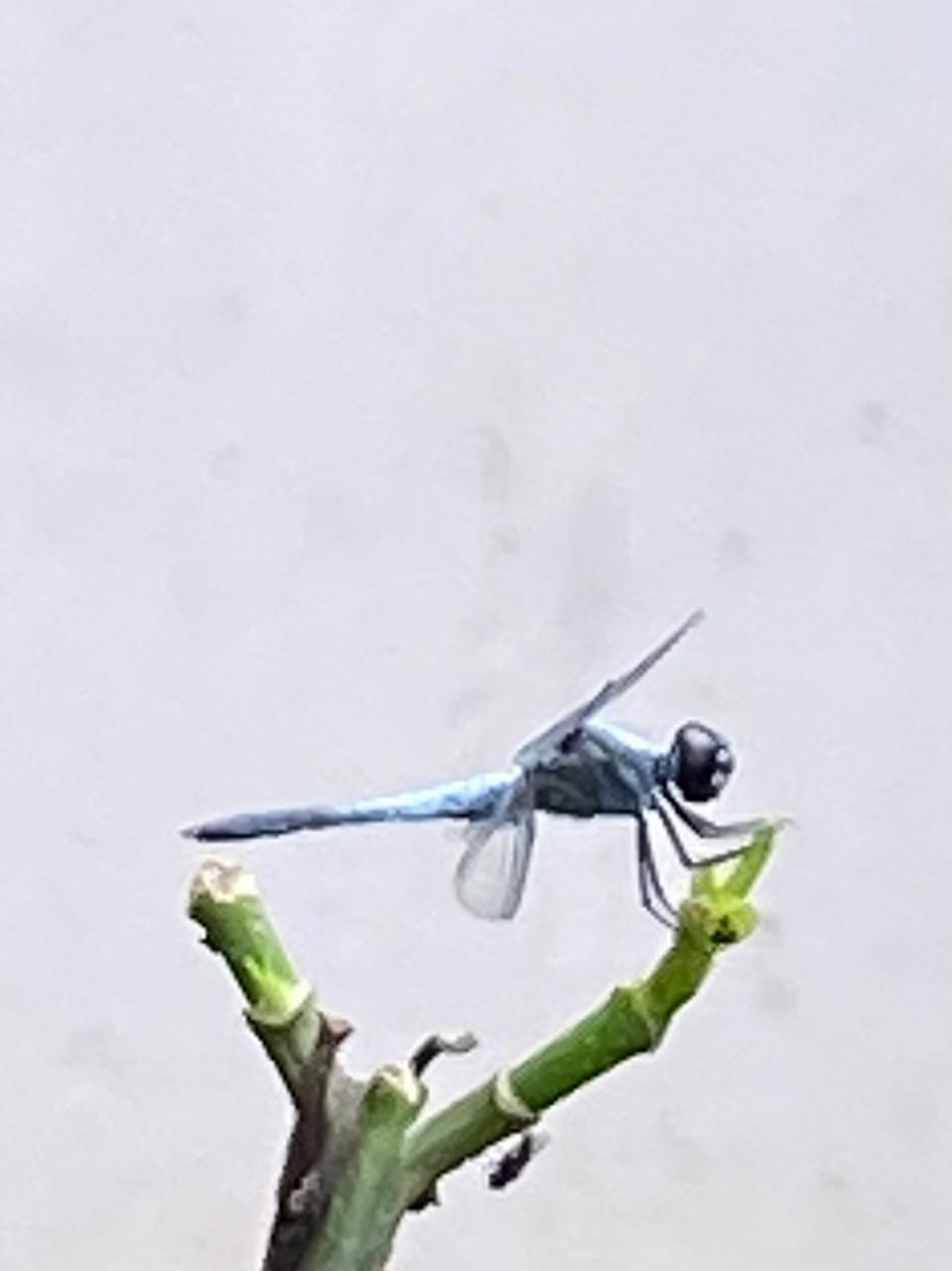 Little Blue Marsh Hawk