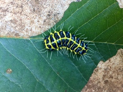 Achelura yunnanensis