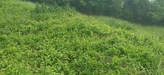 Tetracera indica