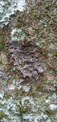Physma