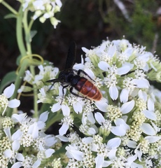 Scolia dubia haematodes