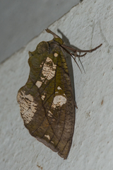 Eudocima cocalus