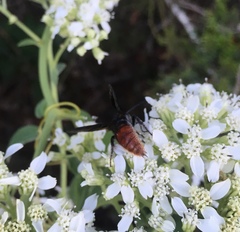 Scolia dubia haematodes