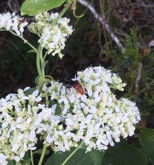 Scolia dubia haematodes