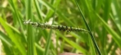 Urochloa reptans