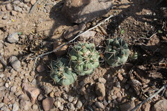 Coryphantha poselgeriana