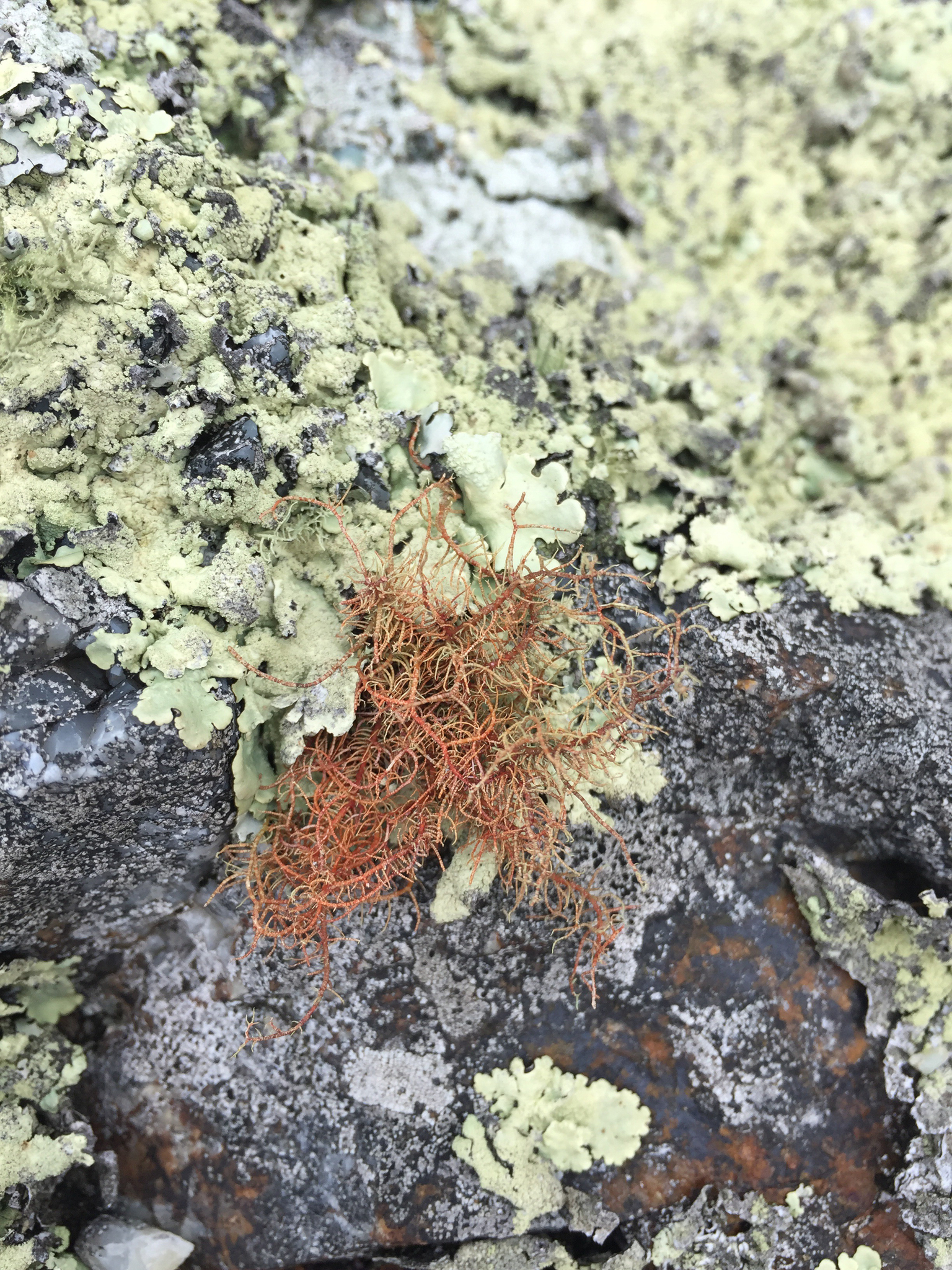Usnea image