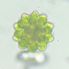 Coelastrum