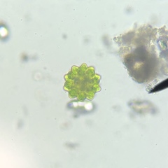 Coelastrum