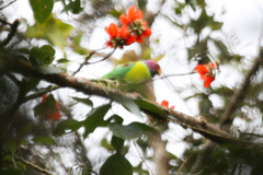 Psittacula cyanocephala