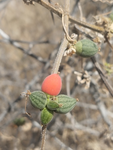 Coral-fruit Creeper