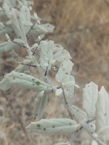 trumpet thorn