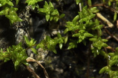 Crassula mataikona