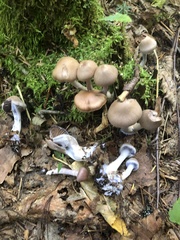 Cortinarius caninus