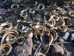 Astragalus bicristatus