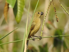 Sporophila americana