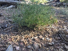 Astragalus bicristatus