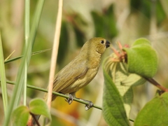 Sporophila americana