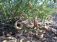 Astragalus bicristatus