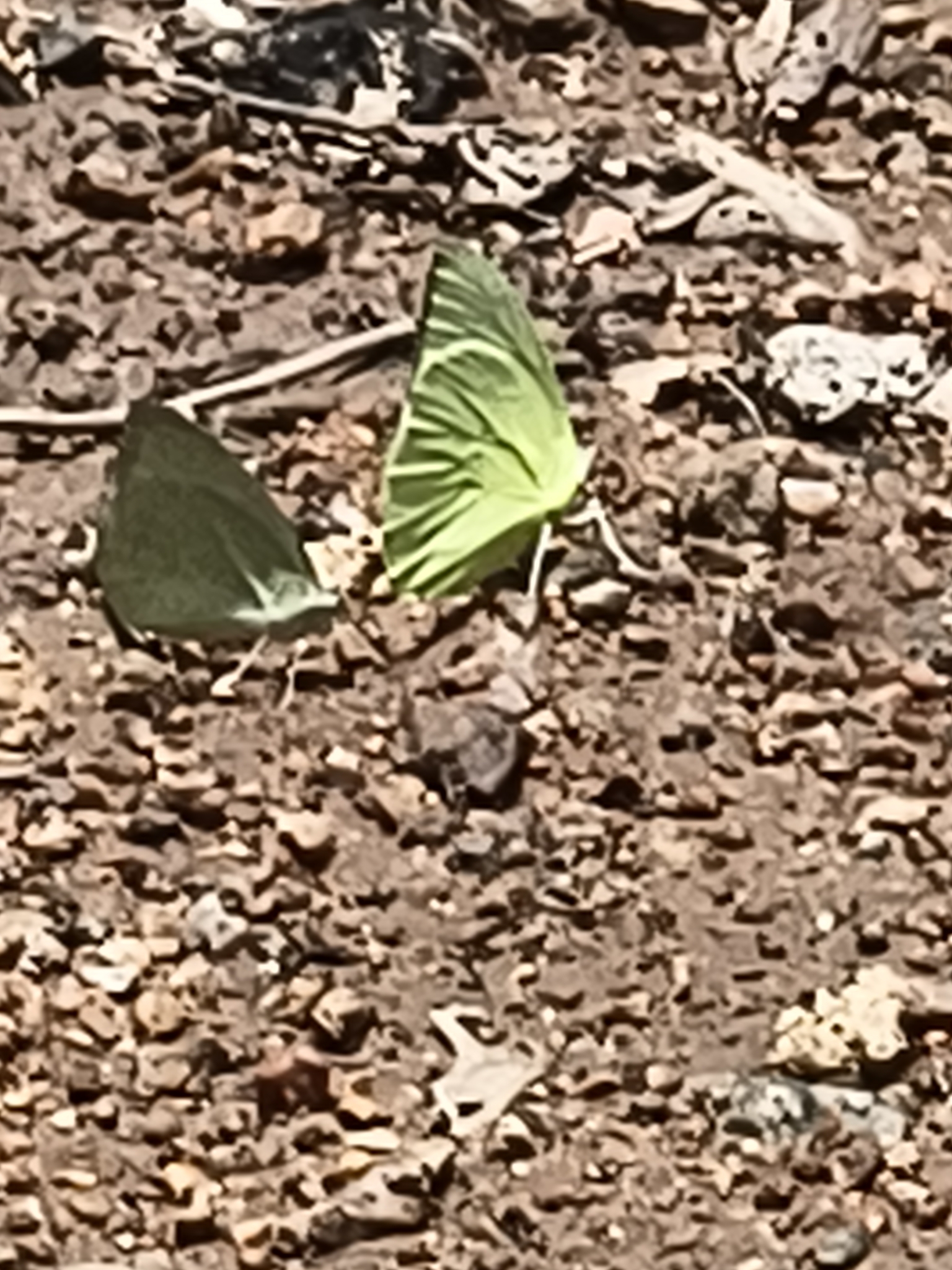 Lemon Emigrant