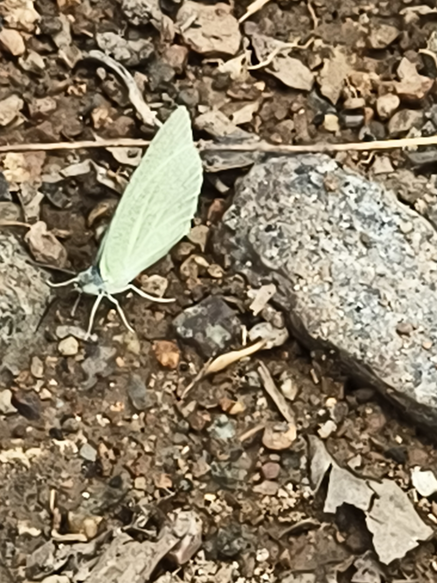 Mottled Emigrant