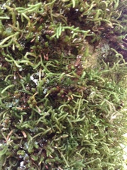 Lembophyllum divulsum