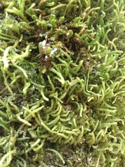 Lembophyllum divulsum