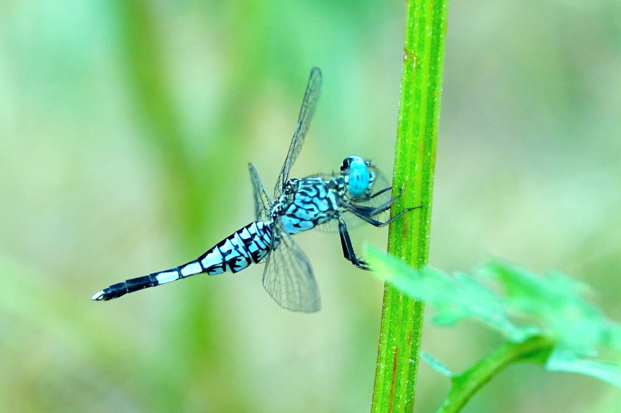 Trumpet-Tail