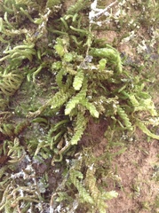 Weymouthia cochlearifolia