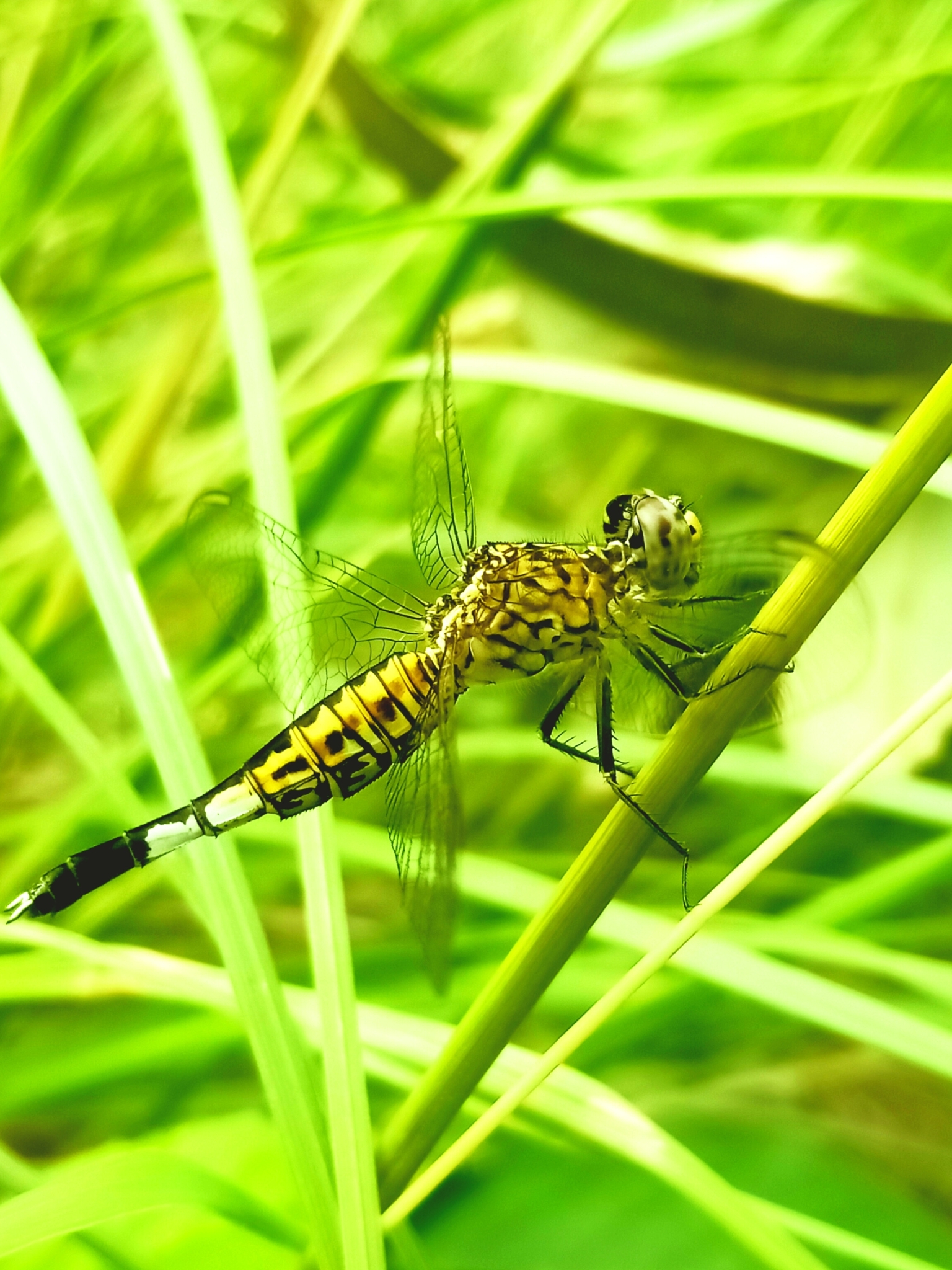 Trumpet-Tail