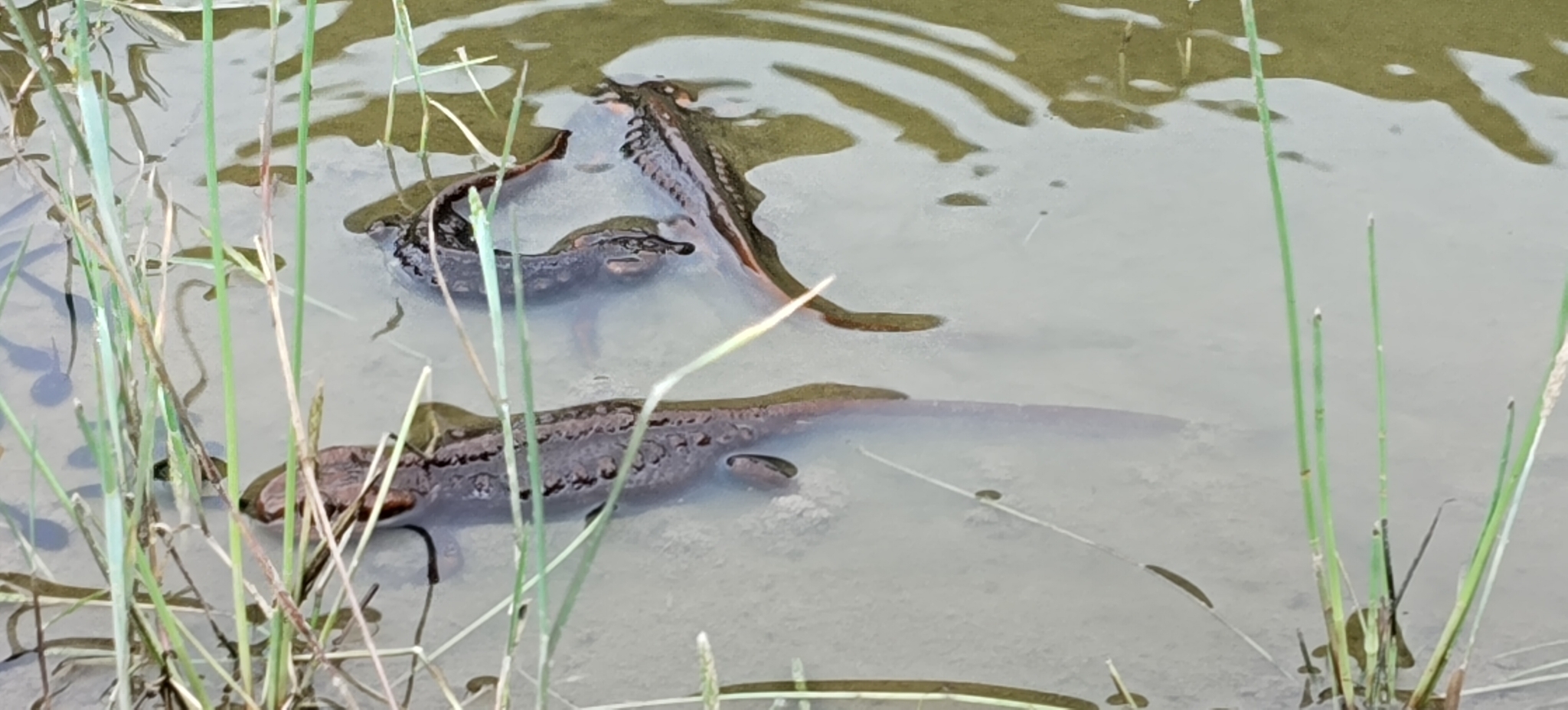 Himalayan Crocodile Newt