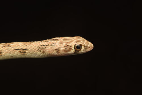 Hardwicke's Rat Snake