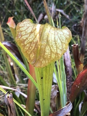 Sarracenia