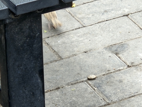 Eurasian Tree Sparrow