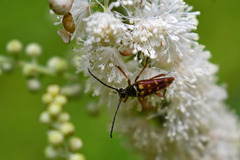 Typocerus velutinus