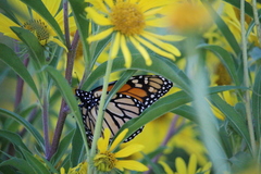 Danaus plexippus