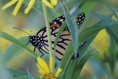 Danaus plexippus