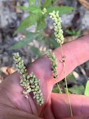 Persicaria setacea
