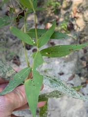 Persicaria setacea