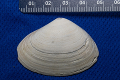 Mactrinae