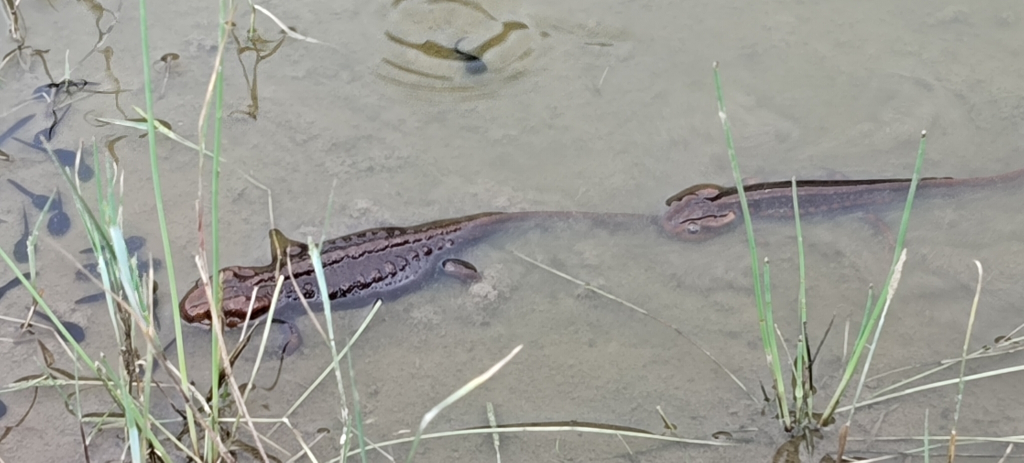 Himalayan Crocodile Newt