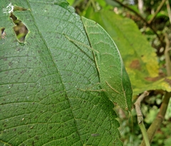 Phylloptera